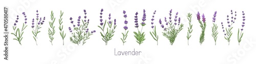 Lavenders, Provence flowers set. French floral herbs with purple and violet blooms. Colored botanical collection of wild field Lavandula drawings. Vector illustration isolated on white background