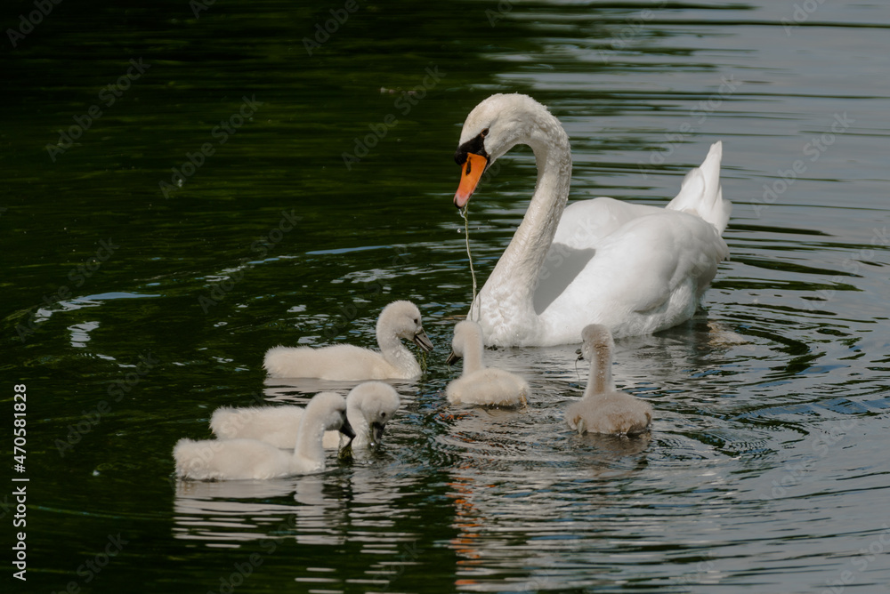 Fototapeta premium swan on the lake