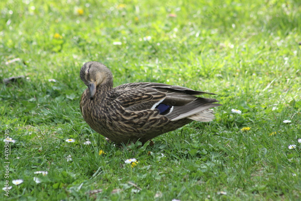 Mallard cleaning its feathers closeup view with grass on background Mallard cleaning its feathers closeup view with grass on background