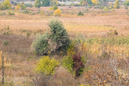 Fototapeta Naklejka Na Ścianę i Meble -  Autumnal plants and trees landscape view of