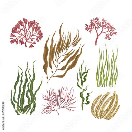 Collection of colorful seaweed. Paint and brush texture isolated on white background.