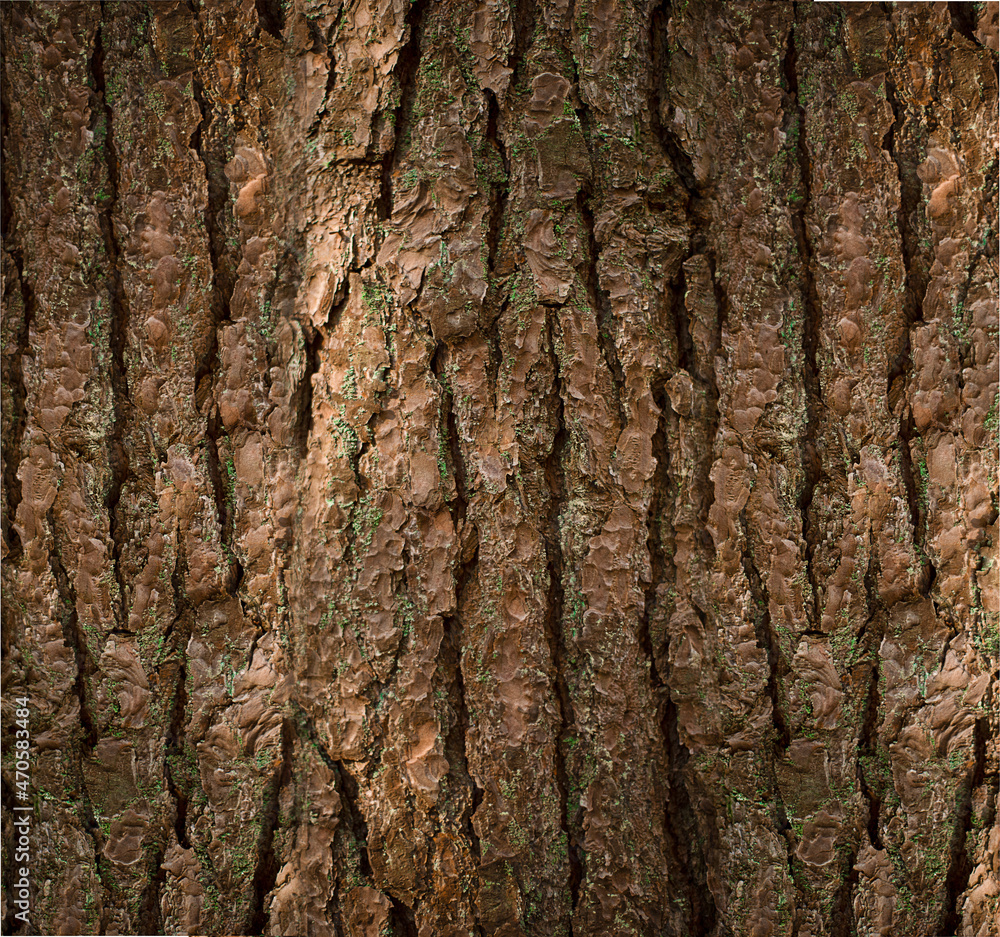 tree bark. natural background tree bark. natural background