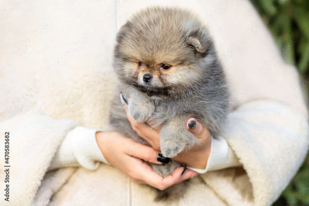 small white cream pomeranian spitz puppy on female hands. adoption of pet.  woman holding dog. baby animals Stock Photo | Adobe Stock