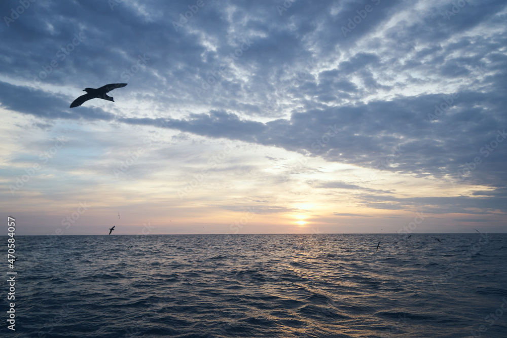 sunset in the sea with birds flying around