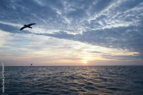 sunset in the sea with birds flying around