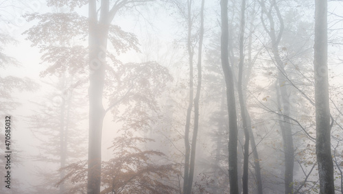 Autumn morning mist in a mountain forest. Panorama, panoramic, banner.