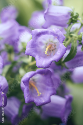 close up colourful flowers on the garden with bokeh