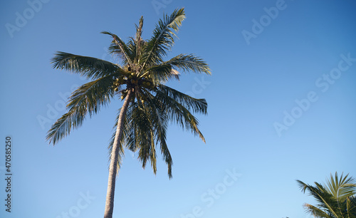 palm tree on the beach in a sunny day in los angeles thailand paradise