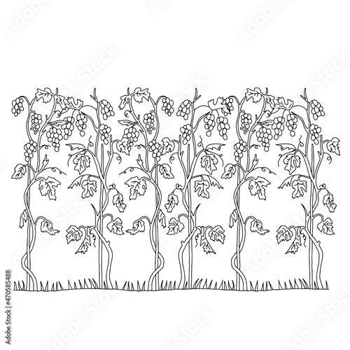 Black outline hand drawn vector illustration of grapevine plants with fruits isolated on a white background