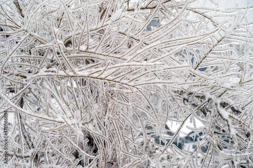 Tree branches are covered with a crust of ice after icy rain. Natural disaster.