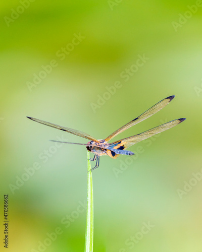 Yellow banded flutterer  Rhyothemis phyllis  Kaeng Krachan National Park in Thailand  Unesco World Heritage Site