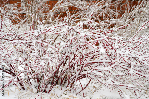 Tree branches are covered with a crust of ice after icy rain. Natural disaster.