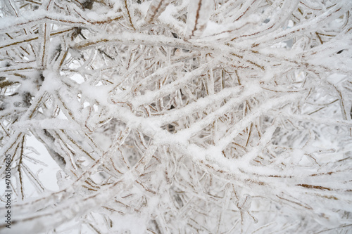 Tree branches are covered with a crust of ice after icy rain. Natural disaster.