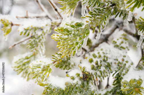 Tree branches are covered with a crust of ice after icy rain. Natural disaster.