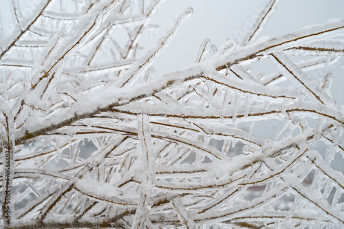 Tree branches are covered with a crust of ice after icy rain. Natural disaster.