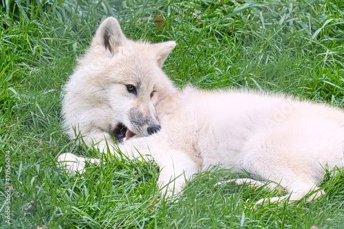Young white wolf from the wolf park Werner Freund.