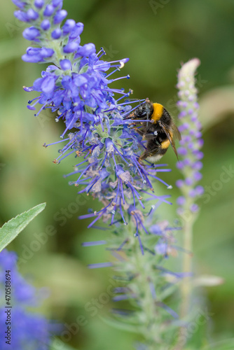 bumblebee on a flower © Visualmedia