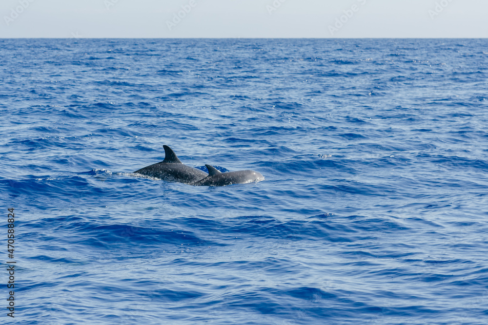 Fototapeta premium dolphin jumping out of water