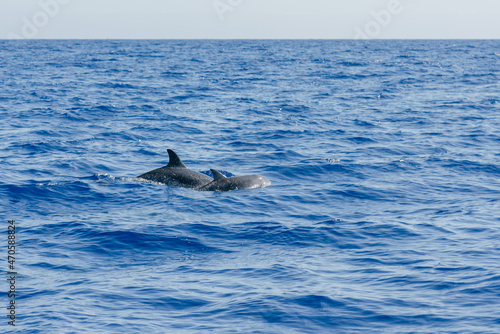 dolphin jumping out of water