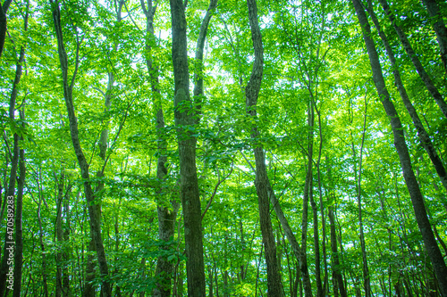 新緑の森