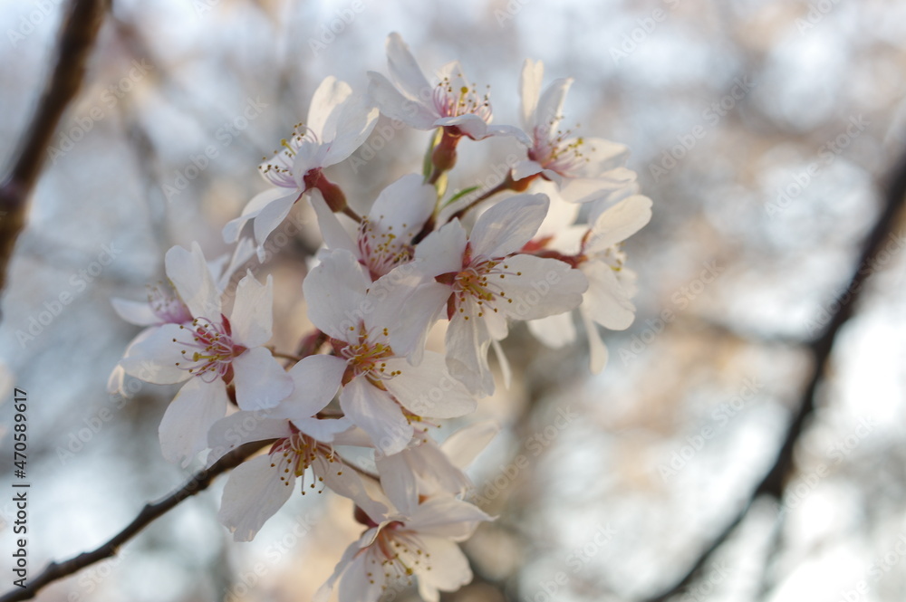 春の暖かい陽ざしに照らされた桜の花