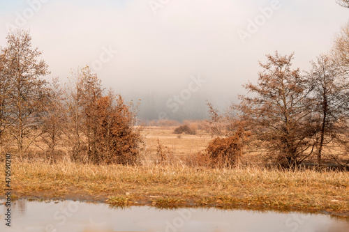 misty morning in the forest