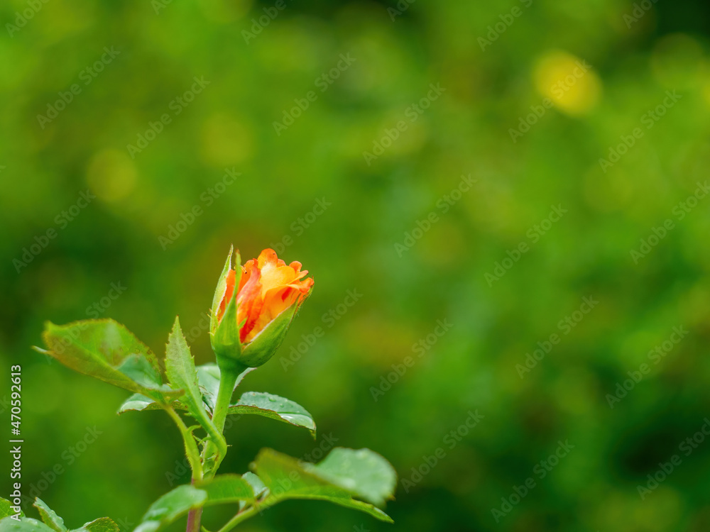orange rose bud in the garden