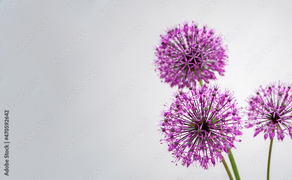 christoph onion inflorescences on a gray background with place for text.