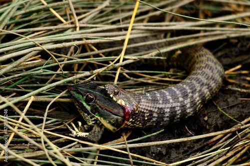 Natrix maura or viperine snake, eating a common frog. photo