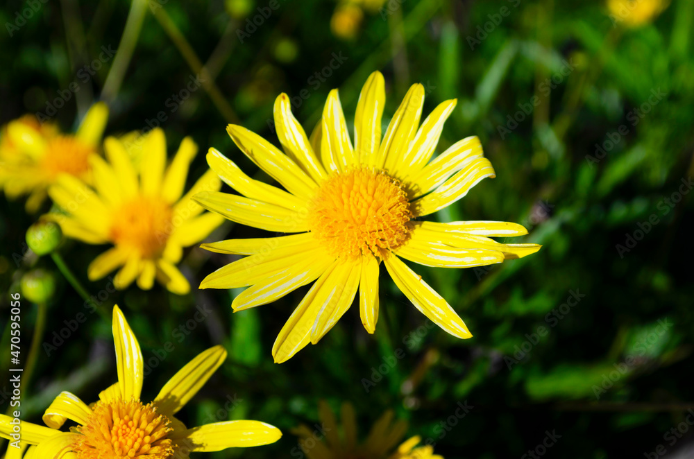 Yellow chrysanthemums daisy flower background pattern bloom. Yellow chrysanthemums daisy flower background pattern bloom.