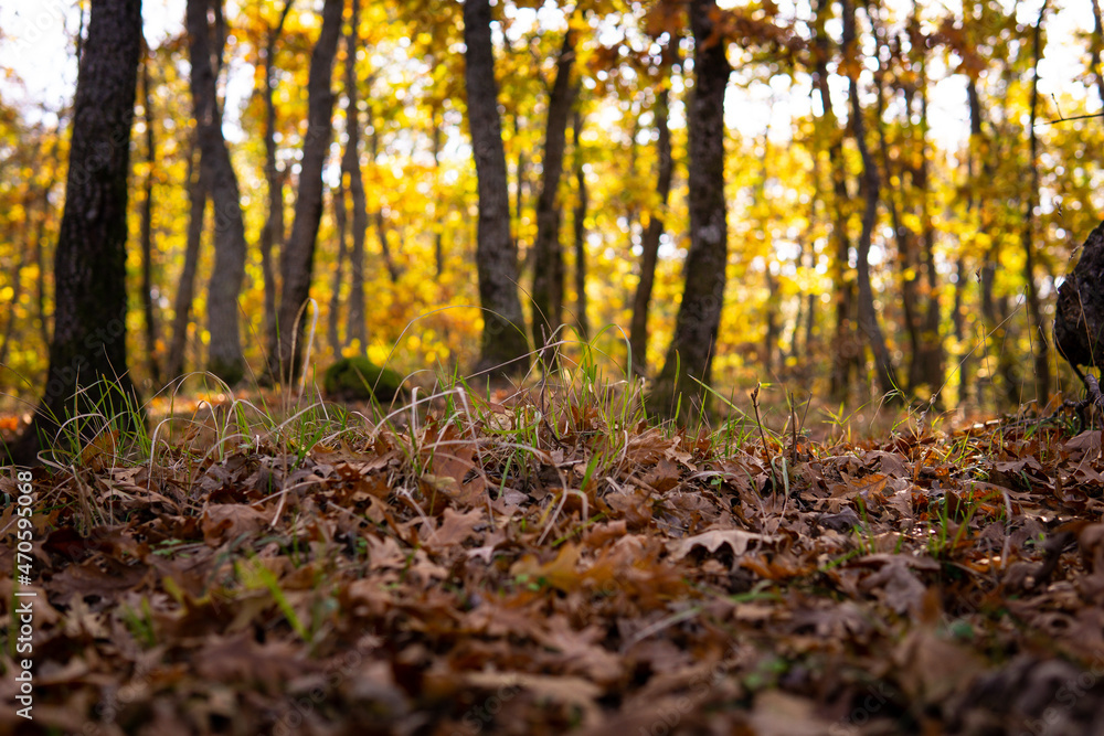 autumn in the forest autumn in the forest