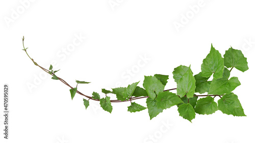 Foto Green leaves tropical invasive vine plant (Mikania micrantha) known as bitter vine or mile-a-minute vine weed plant isolated on white with clipping path