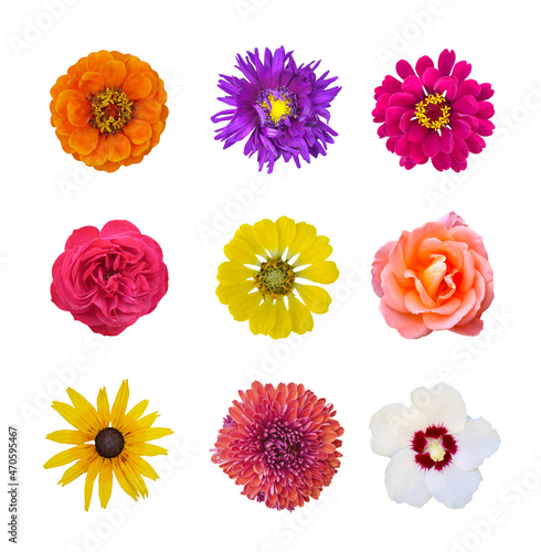 Flowers set: zinnia, rose, chrysanthemum, violet aster, white hibiscus, Black Eyed Susan composition on isolated white background. Summer flower.