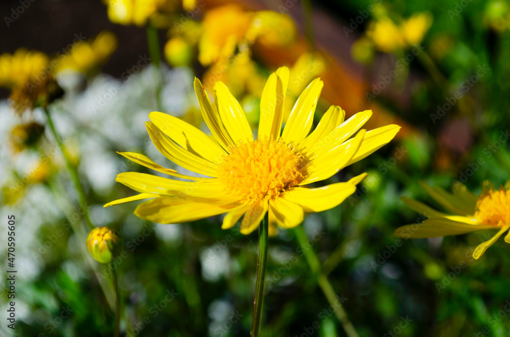 Yellow chrysanthemums daisy flower background pattern bloom.