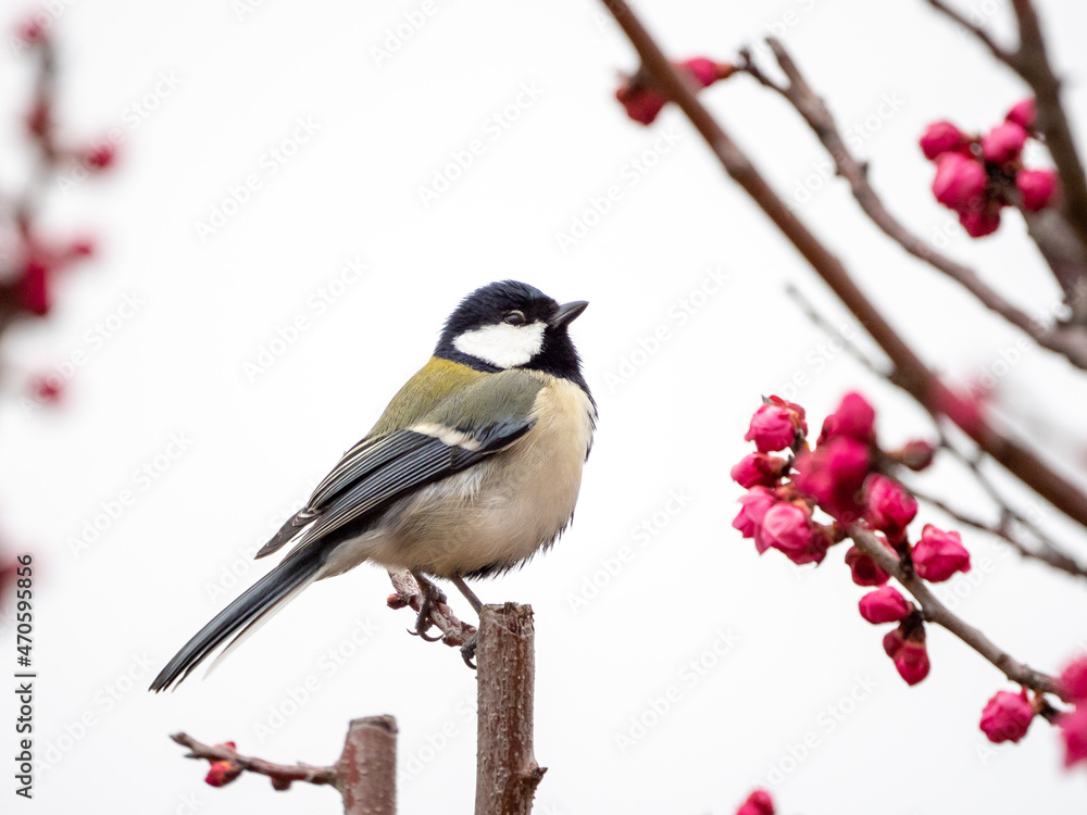 Obraz premium 春を感じる梅の季節 紅梅とシジュウカラ