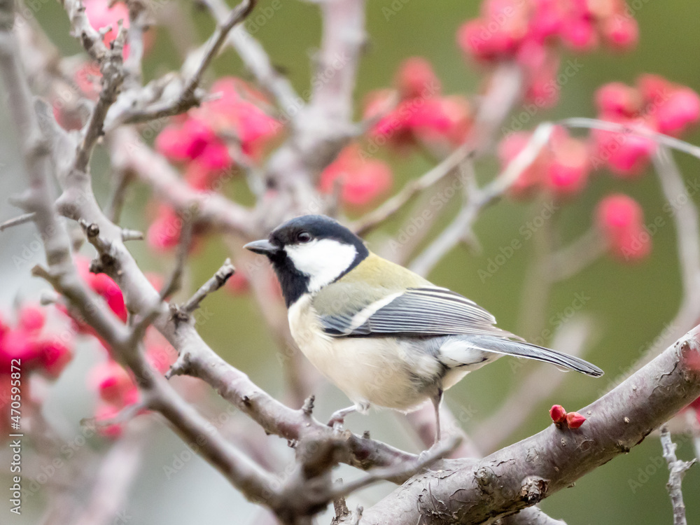 Naklejka premium 春を感じる梅の季節 紅梅とシジュウカラ
