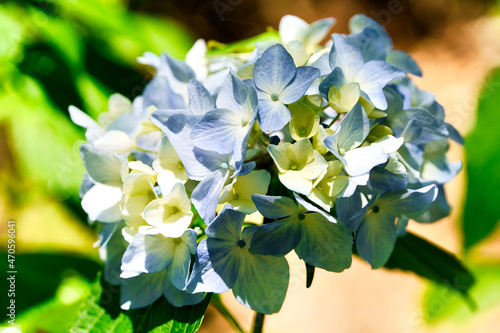 三光寺の紫陽花