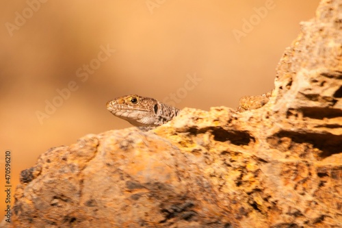 Timon lepidus or ocellated lizard, reptile of the Lacertidae family.