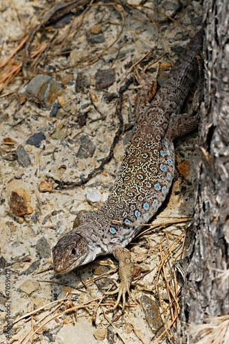 Timon lepidus or ocellated lizard, reptile of the Lacertidae family.