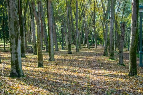 Fototapeta Naklejka Na Ścianę i Meble -  trees in the park with dry leaves on the ground