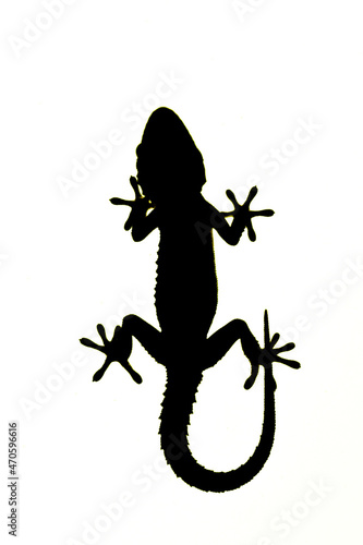 Tarentola mauritanica or common gecko, reptile of the Phyllodactylidae family. photo