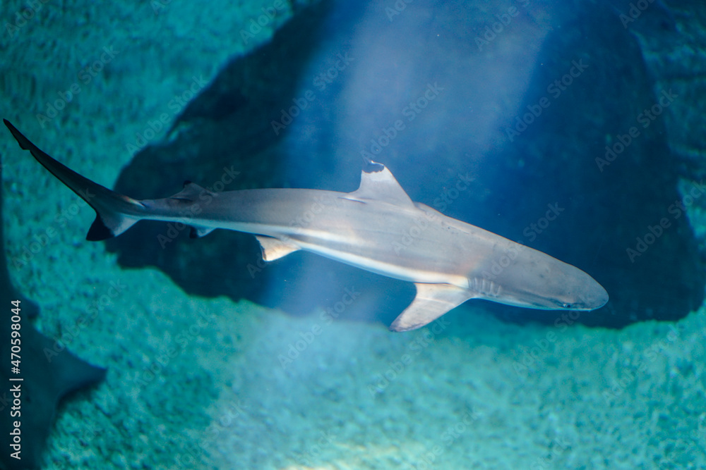 Obraz premium shark in aquarium