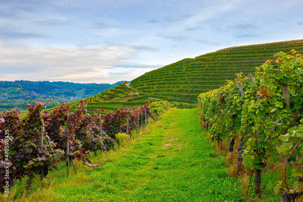 Germany. The picturesque vineyards