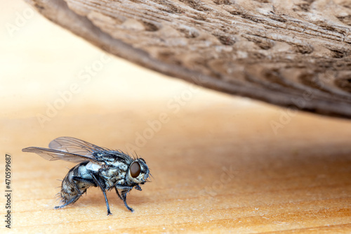 Schilderij op canvas The fly sits on the floor, under the falling sole of the slippers