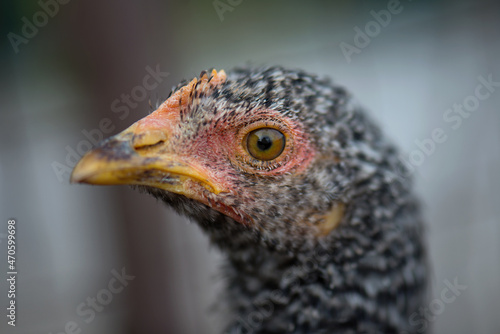 A large portrait of a beautiful young chicken with a small comb and a yellowish beak and spotted black and white coloring. The breed of dominant chickens. Shallow depth of field. Homemade chicken © Nonna