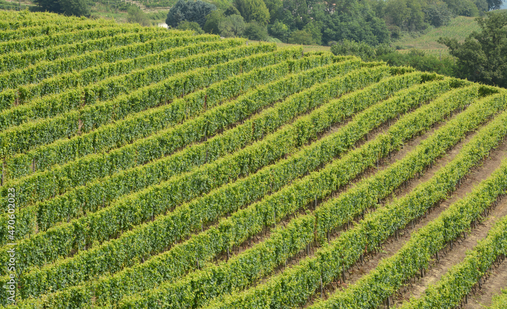 the vineyard is a plot of land dedicated to the monoculture of the vine. In the Langhe, the rows of vines draw beautiful drawings and geometries.