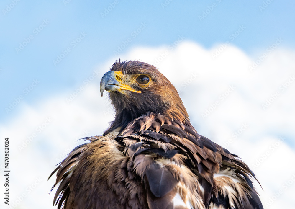 The portrait of The Golden Eagle (Aquila chrysaetos) on a blue background The portrait of The Golden Eagle (Aquila chrysaetos) on a blue background