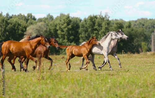 Arabian horses herd in the field