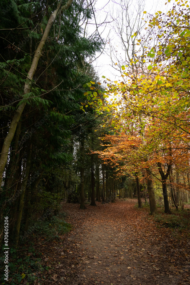 A path through the autumn woodland