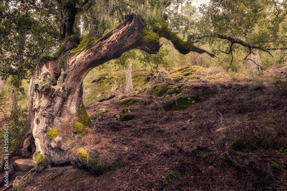 A twisted old tree covered in moss in the heart of the Tartagine forest in the Balagne region of Corsica A twisted old tree covered in moss in the heart of the Tartagine forest in the Balagne region of Corsica